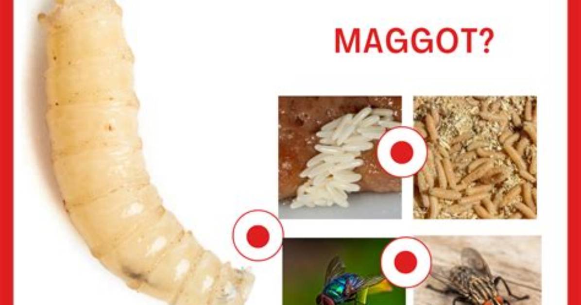 How Do You Kill Black Maggots?