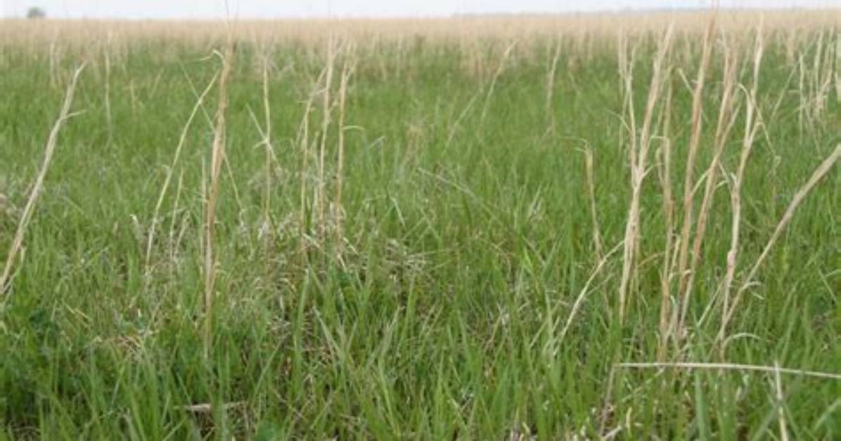 How Do You Kill Broomsedge
