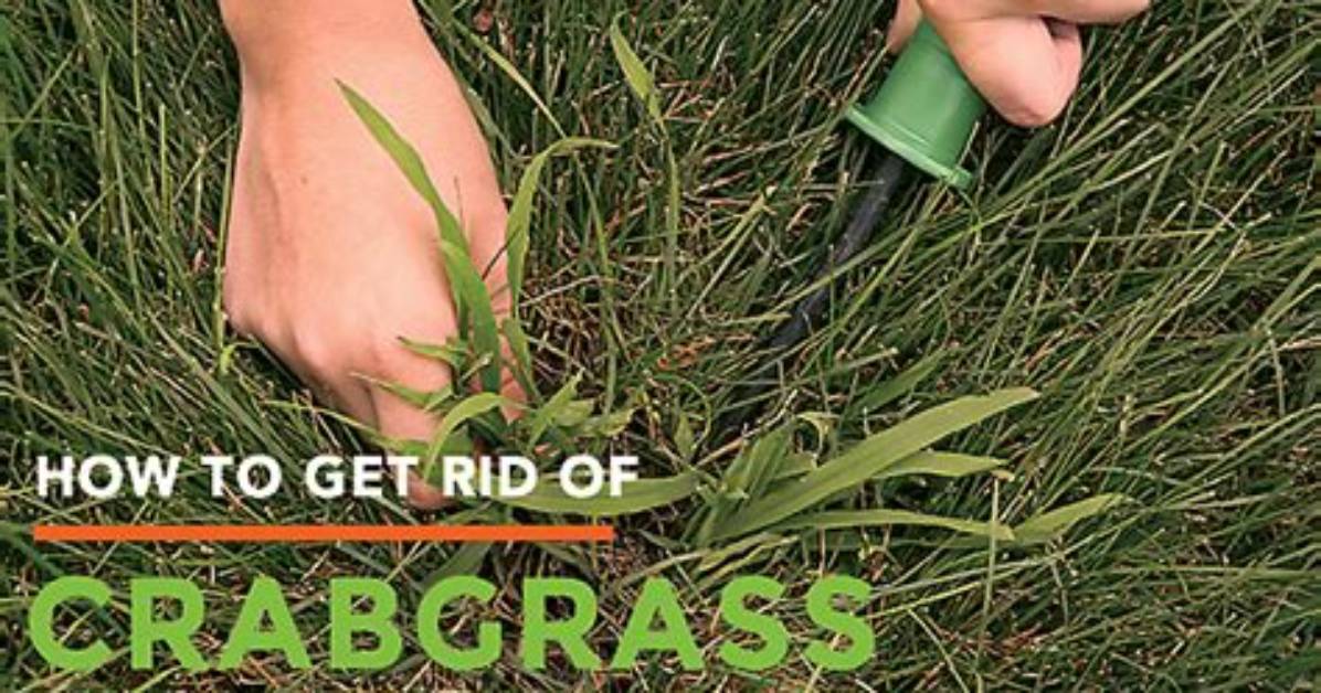 How Do You Kill Crabgrass in a Flower Bed?