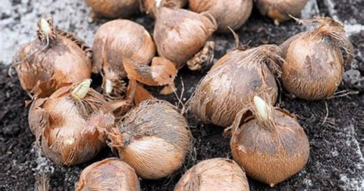 How Do You Kill Crocus Bulbs