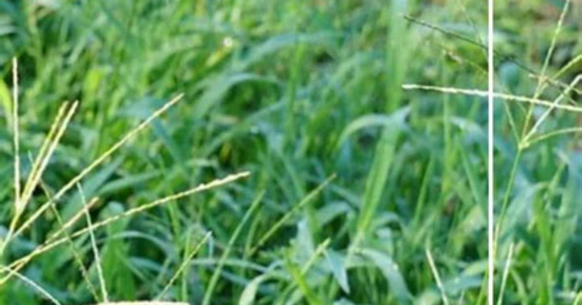 How Do You Kill Dallisgrass in a Centipede