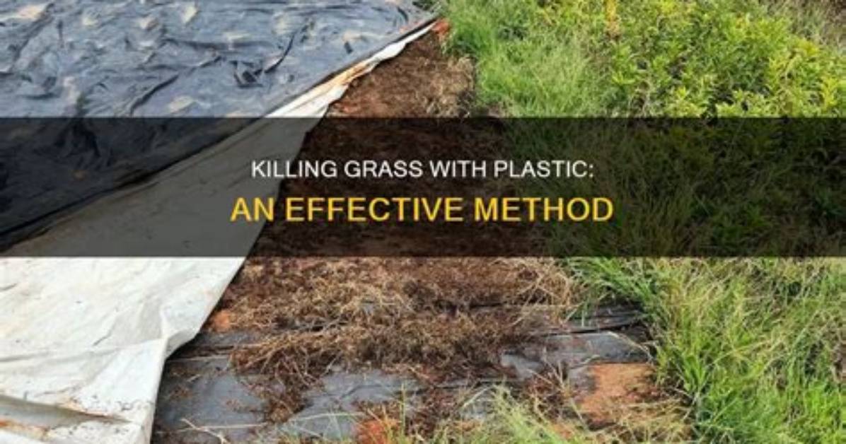 How Do You Kill Grass with Plastic