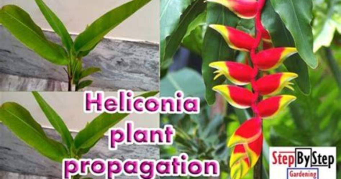 How Do You Kill Heliconias