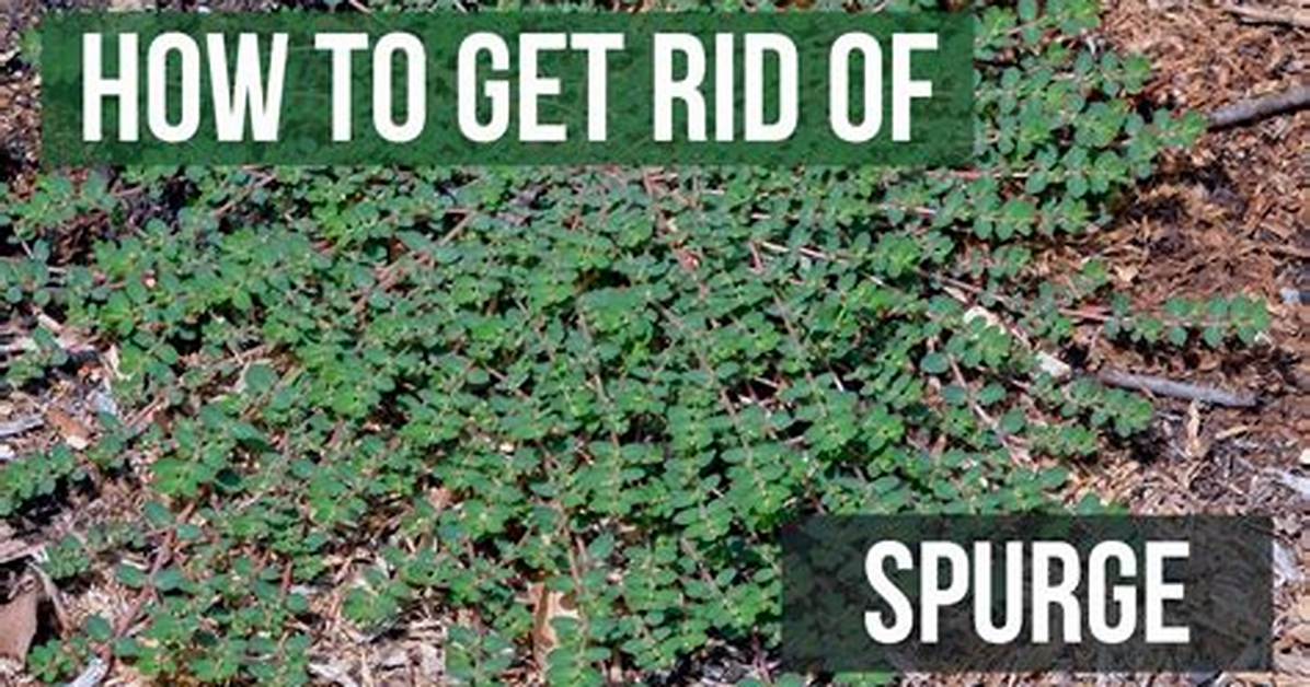 How Do You Kill Leafy Spurge