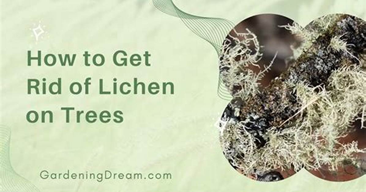 How Do You Kill Lichen on Trees
