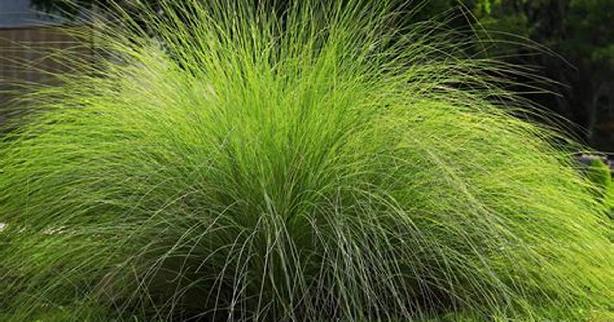 How Do You Kill Love Grass
