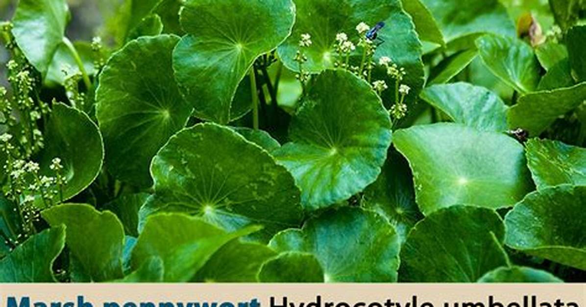 How Do You Kill Pennywort