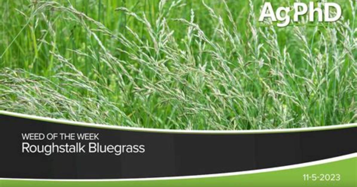 How Do You Kill Roughstalk in Bluegrass