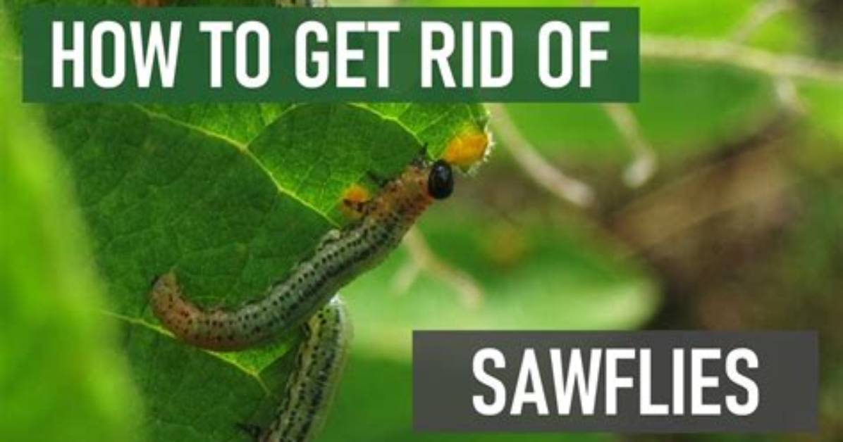 How Do You Kill Sawfly Caterpillars