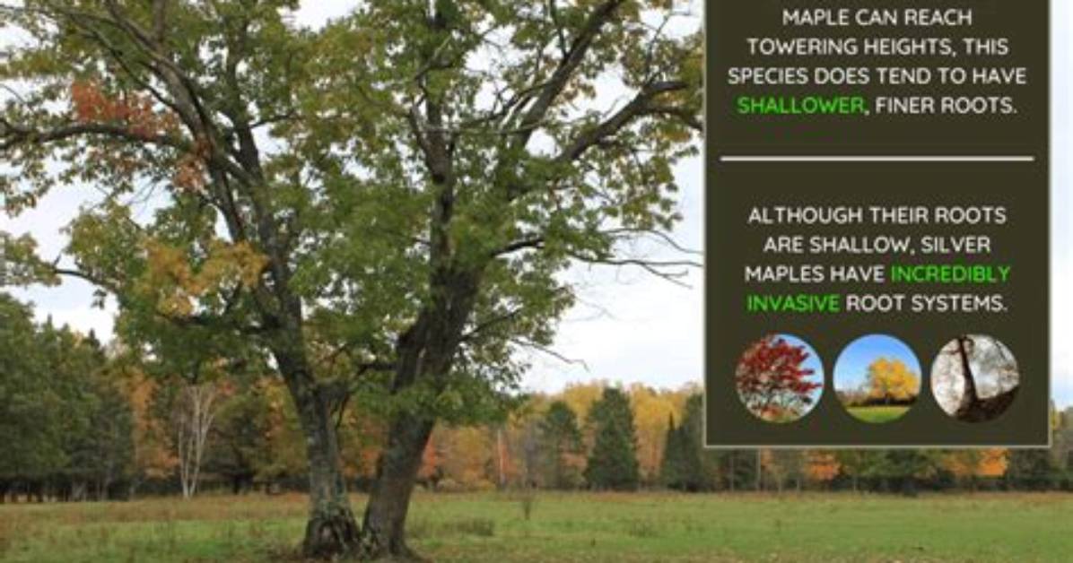 How Do You Kill Silver Maple Roots?