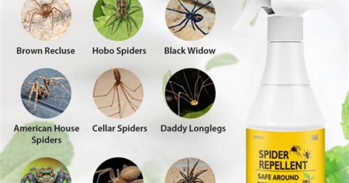 How Do You Kill Spider Spray