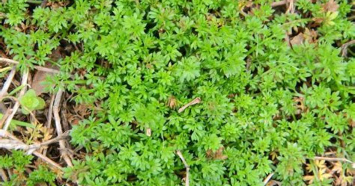 How Do You Kill Spurweed