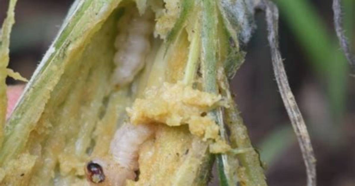 How Do You Kill Squash Borers