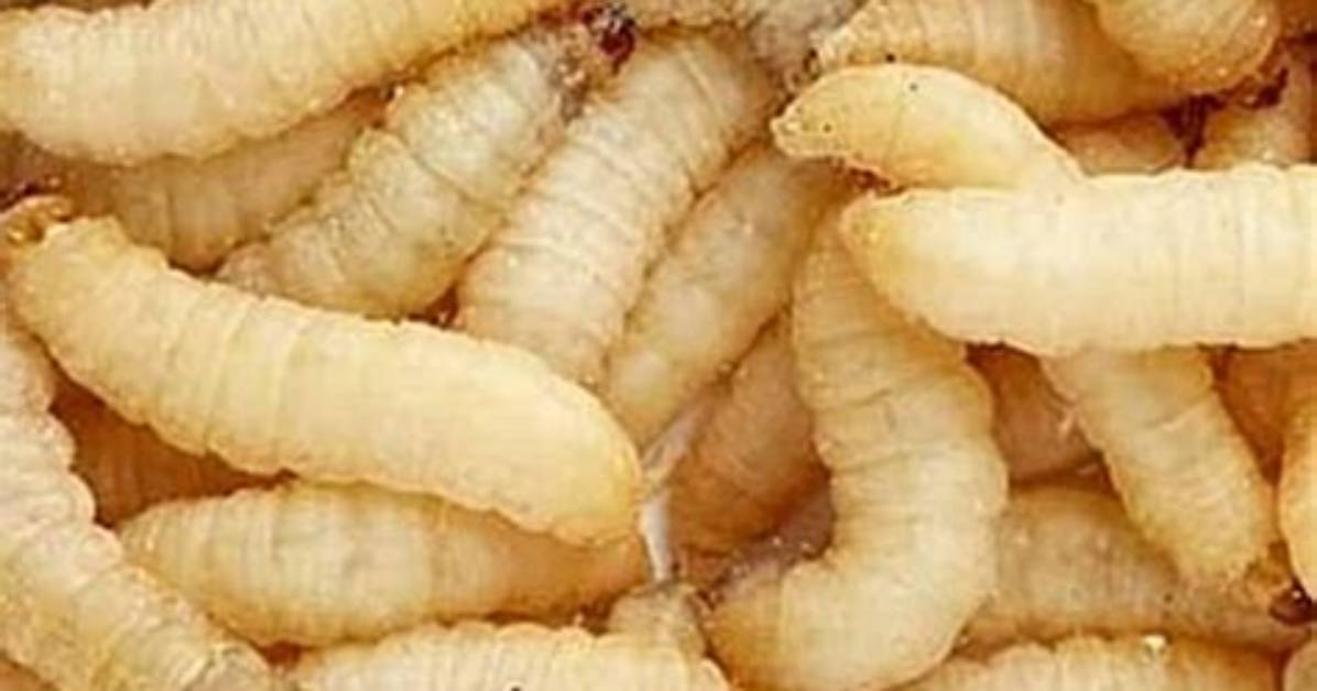How Do You Kill Wax Worms