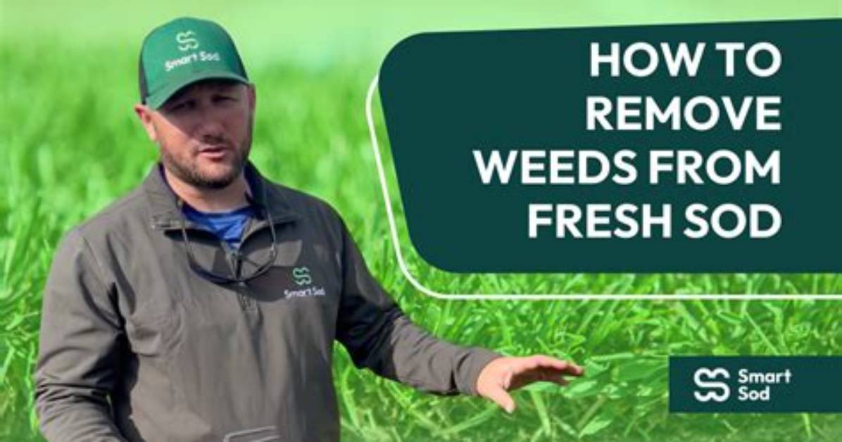 How Do You Kill Weeds Before Sod?