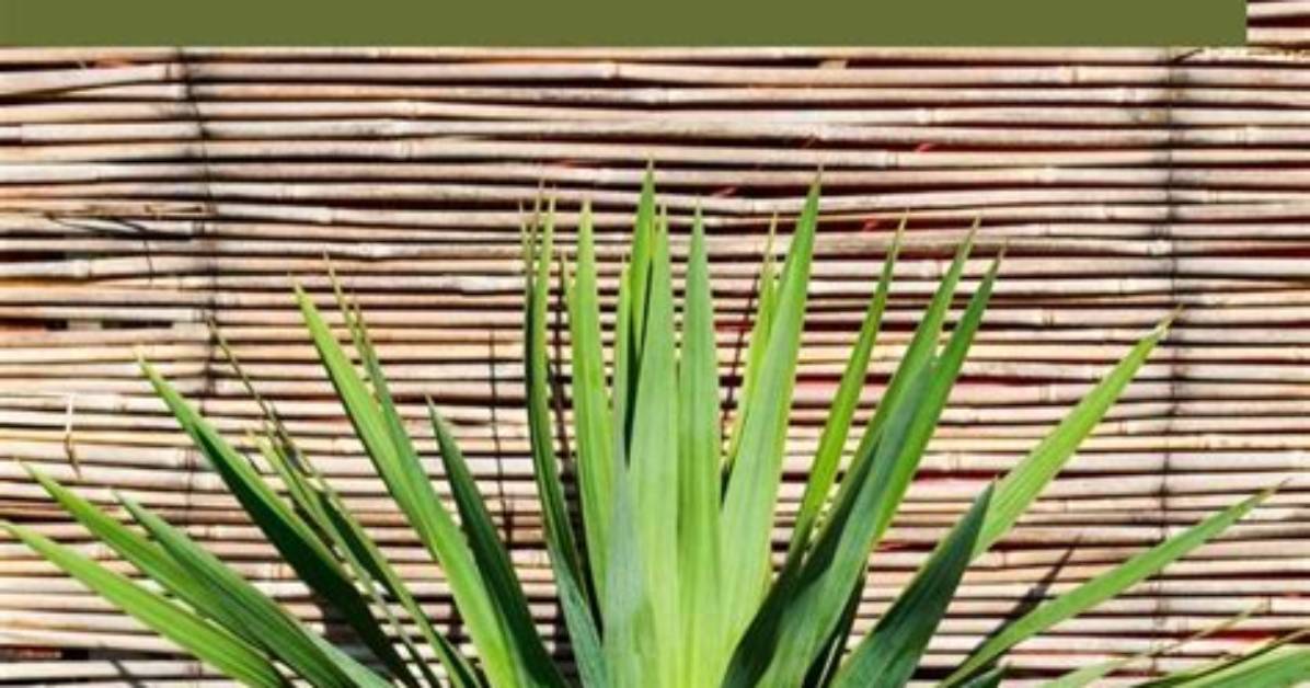 How Do You Know If a Yucca Is Dying