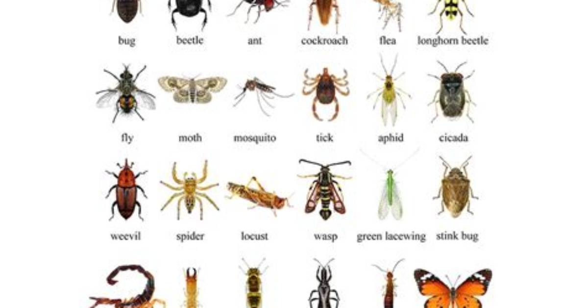 How Do You Know If an Insect Bite Is Infected?
