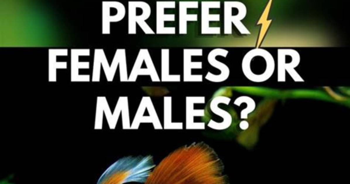 How Do You Know If Guppies Are Sick