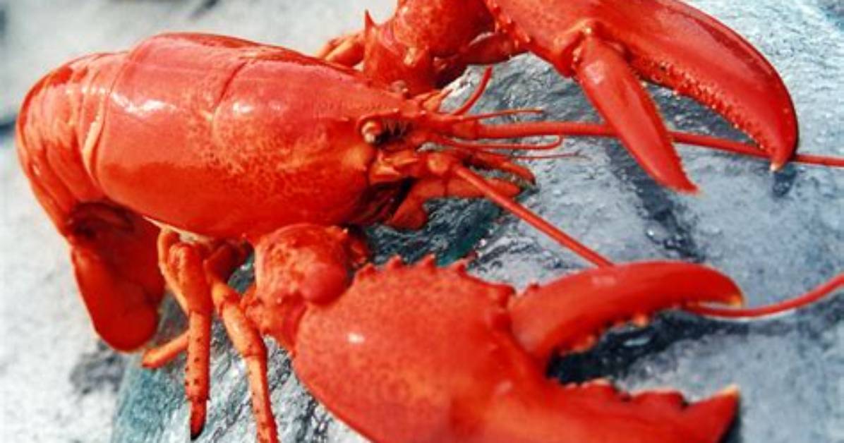 How Do You Know If Lobster Is Undercooked?