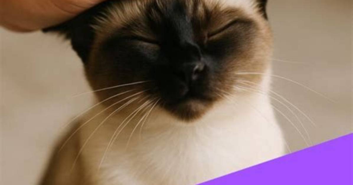 How Do You Know If Your Cat Is Bloated?