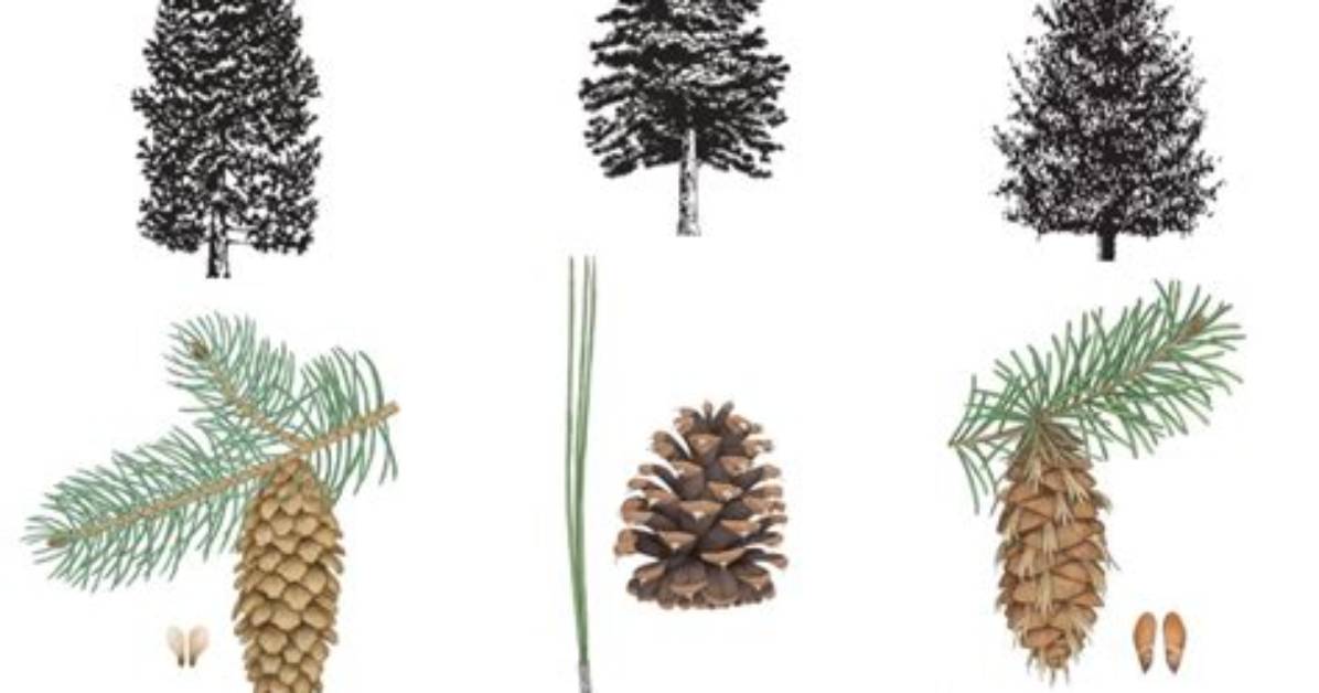 How Do You Know If Your Pine Tree Is Dying