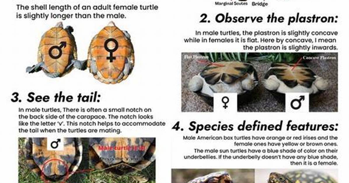 How Do You Know If Your Turtle Is Growing?