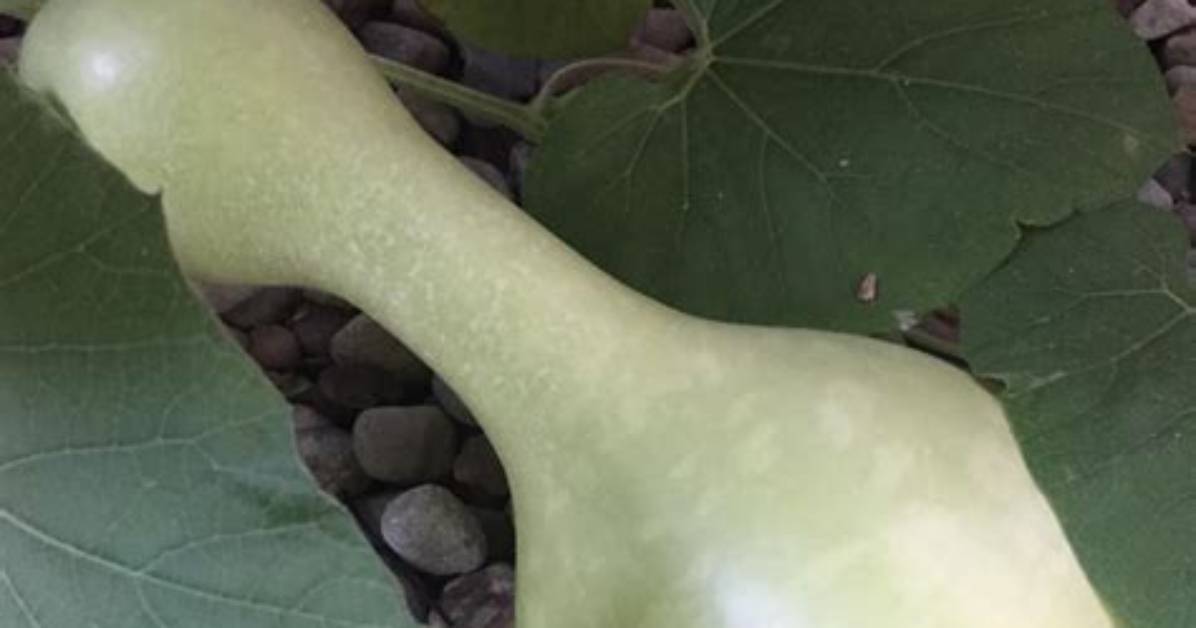 How Do You Know When a Gourd Is Ready to Pick?