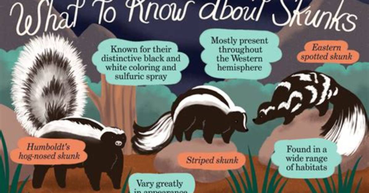 How Do You Know When a Skunk Is Going to Spray