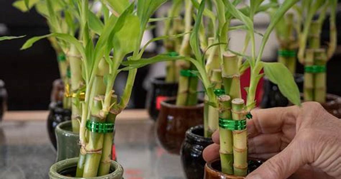 How Do You Know When Bamboo Is Dying