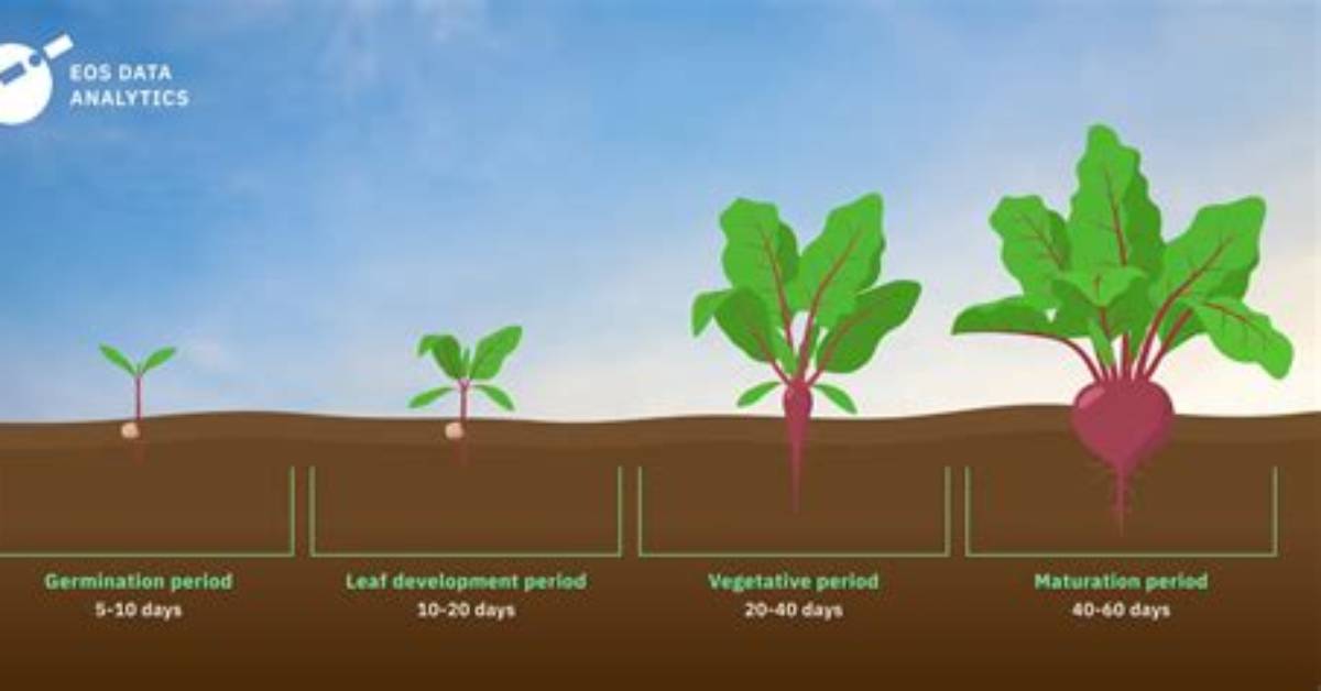 How Do You Know When Beetroot Is Ready to Harvest