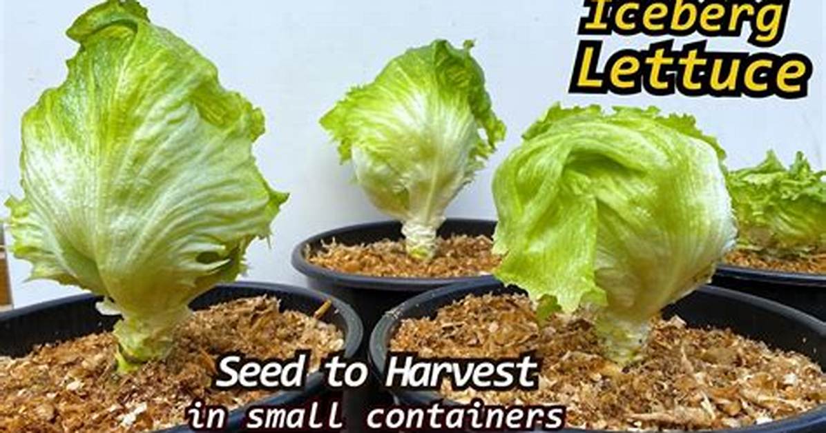 How Do You Know When Iceberg Lettuce Is Ready