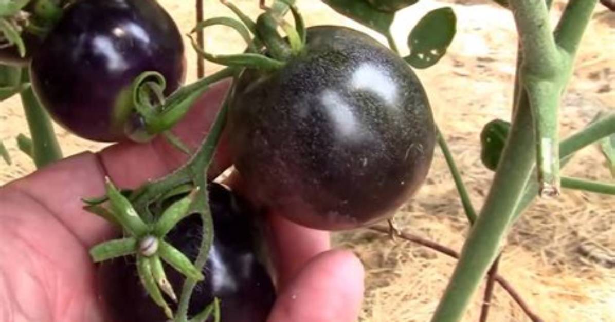 How Do You Know When Indigo Tomatoes Are Ripe