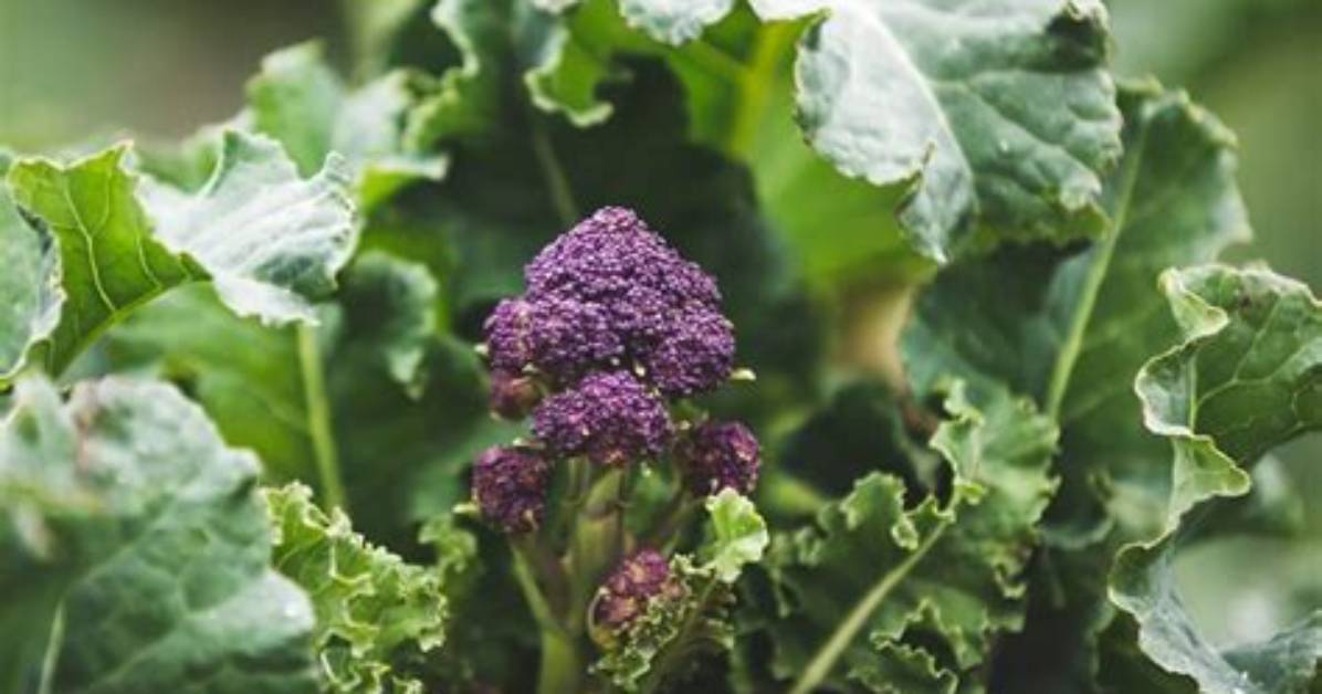How Do You Know When Purple Sprouting Broccoli Is Ready