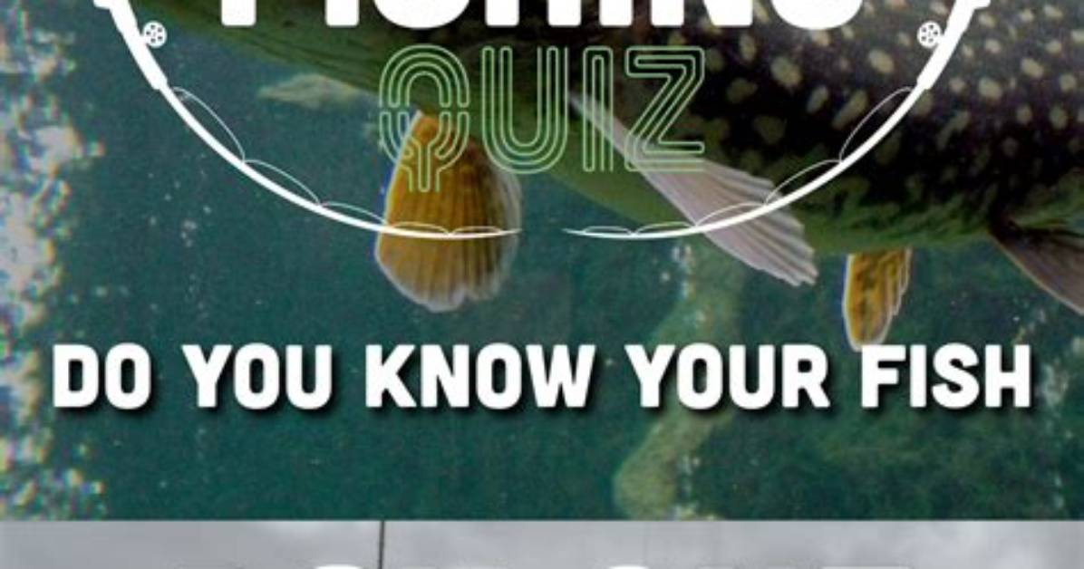 How Do You Know When Your Fish Is Hungry?
