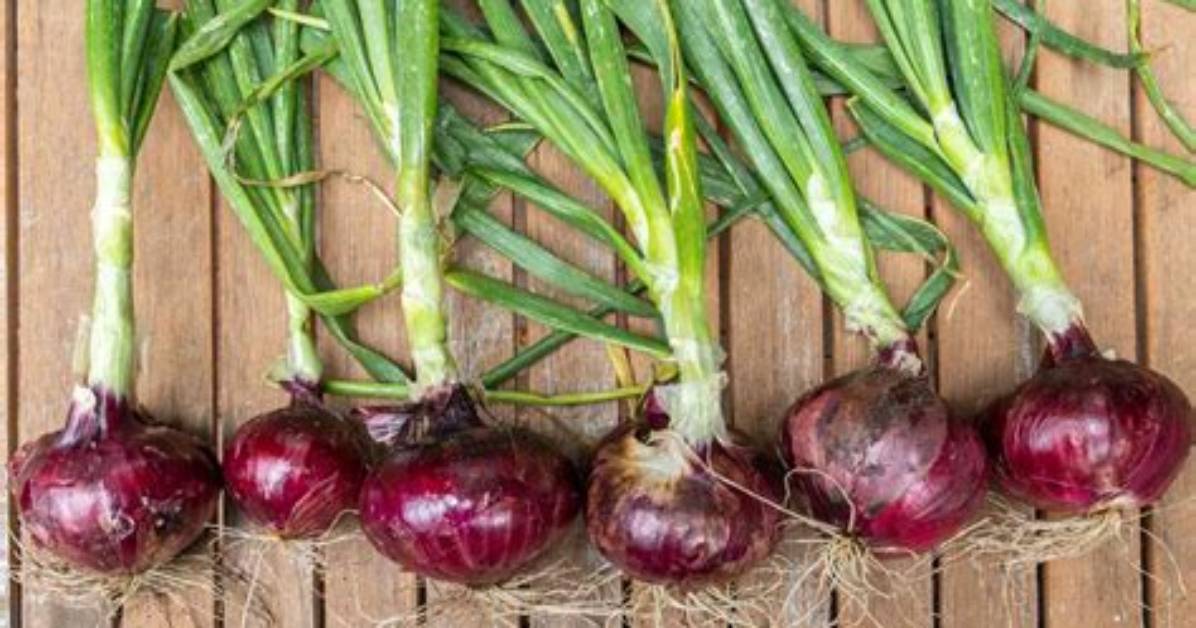 How Do You Know Which Onion to Use