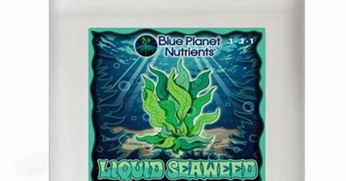 How Do You Liquify Kelp