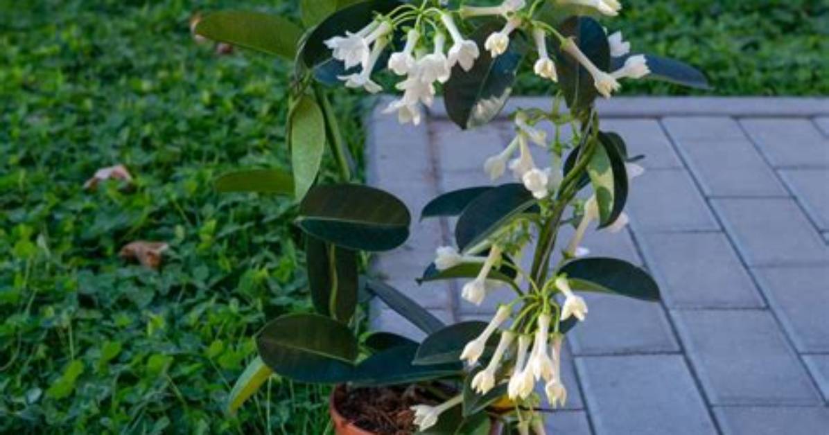 How Do You Look After a Stephanotis Plant