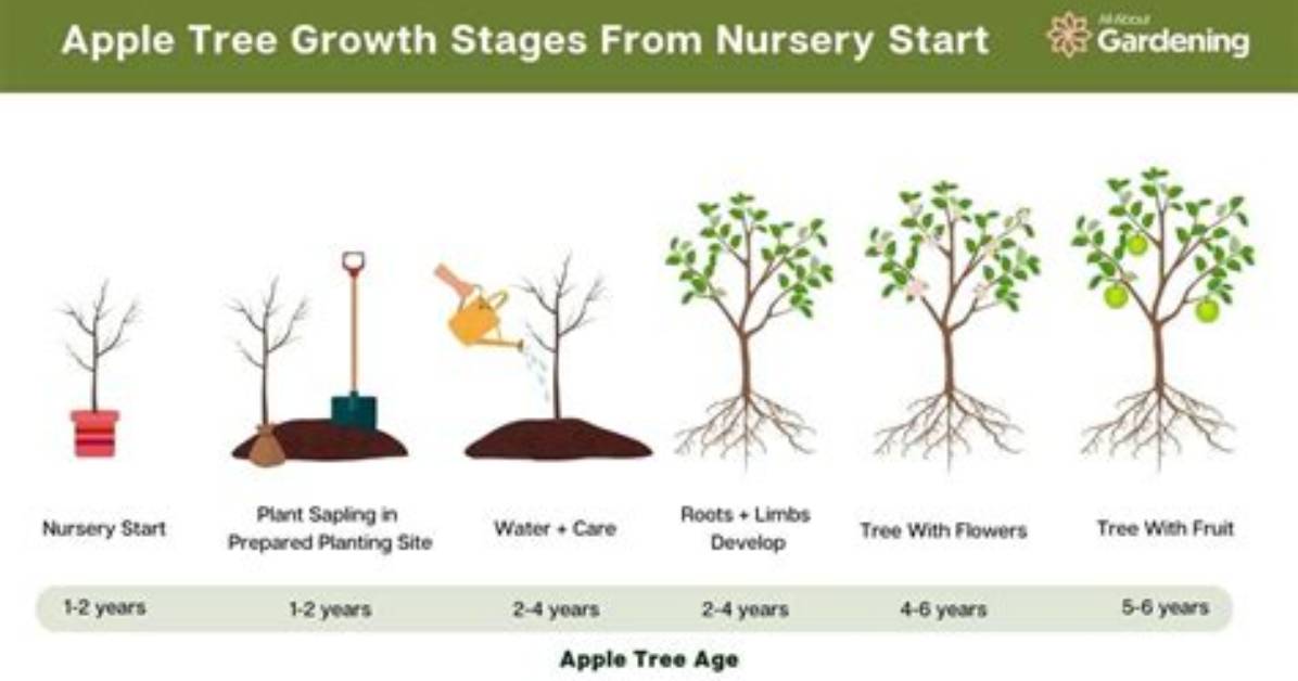 How Do You Look After an Apple Tree