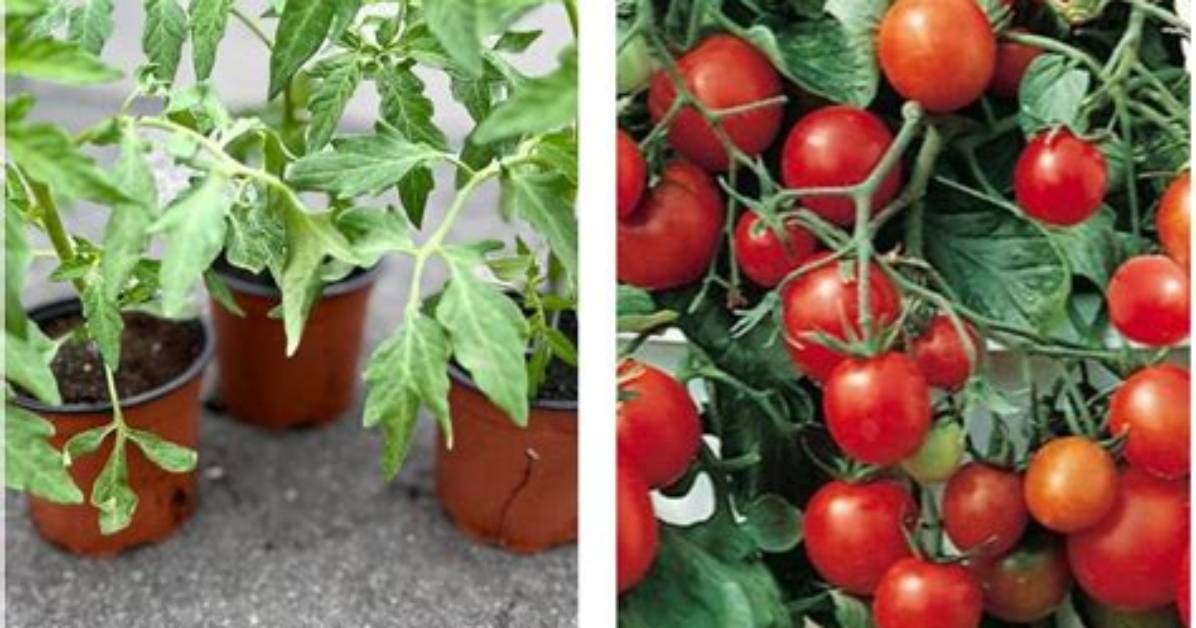 How Do You Look After Tumbling Tom Tomatoes