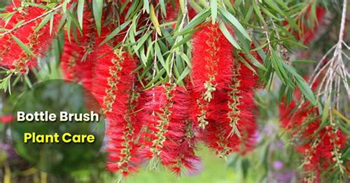 How Do You Maintain a Bottle Brush Plant