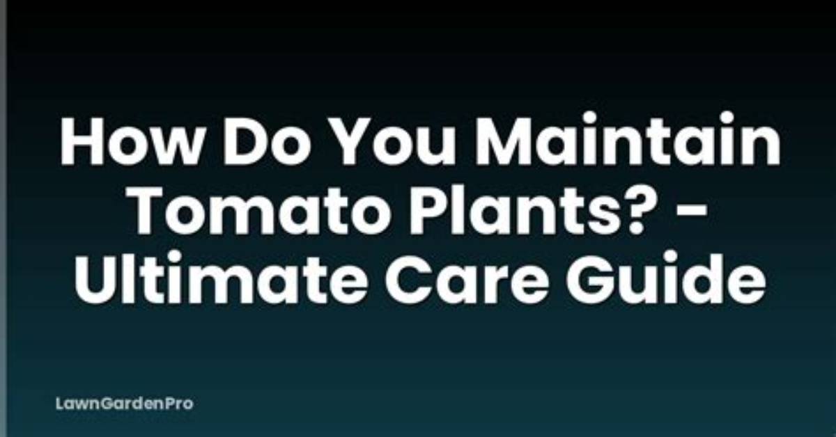 How Do You Maintain Cistus