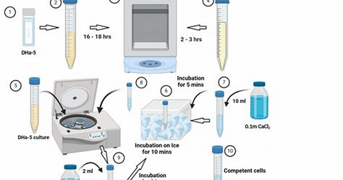 How Do You Make a Competent Cell Protocol