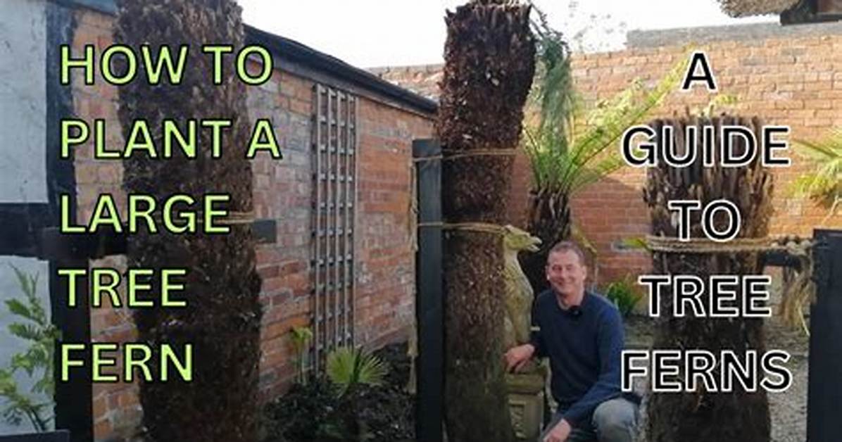 How Do You Make a Tree Fern