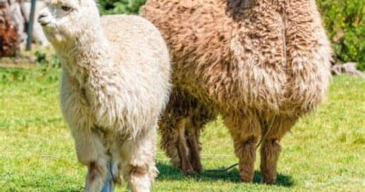 How Do You Make Alpaca Manure Tea