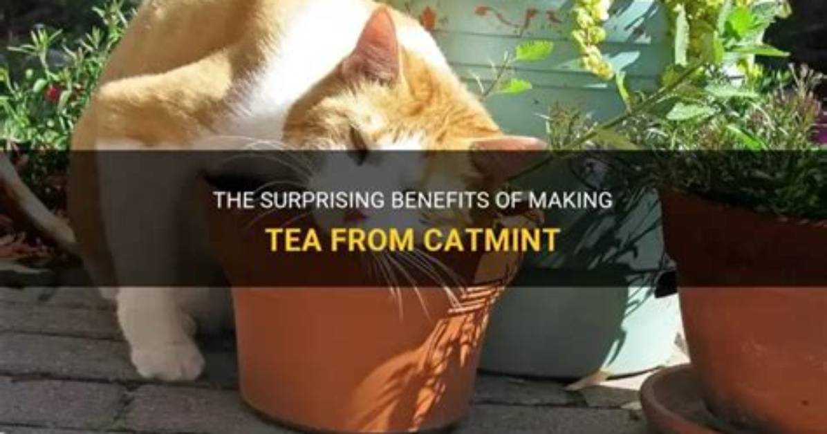 How Do You Make Catmint Tea