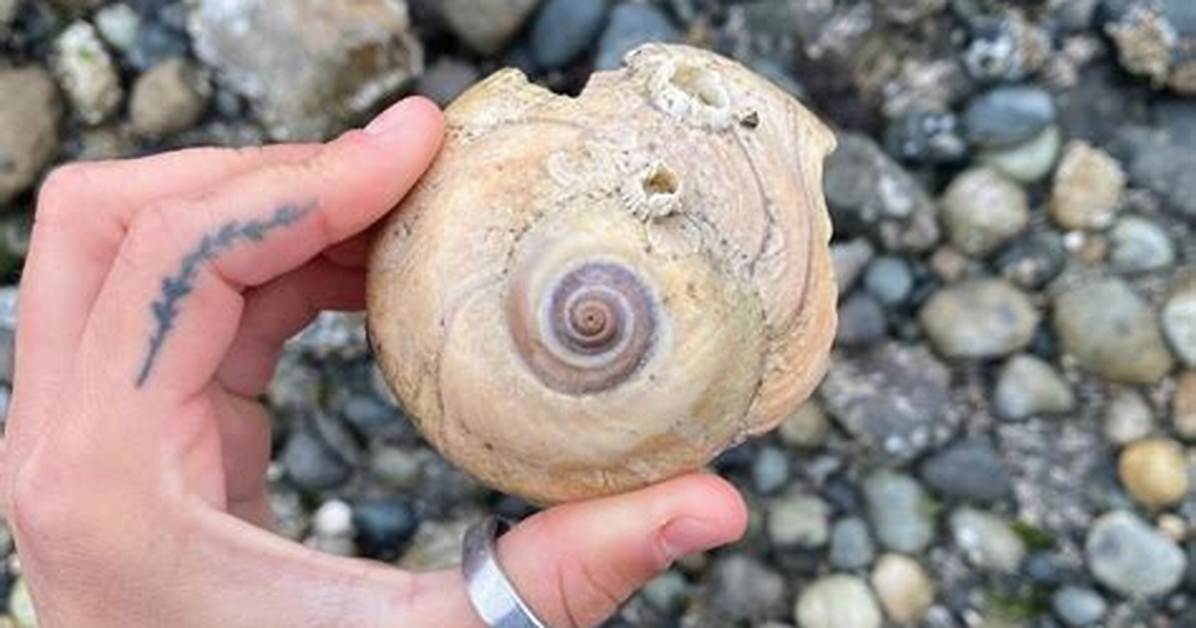 How Do You Make Moon Snails