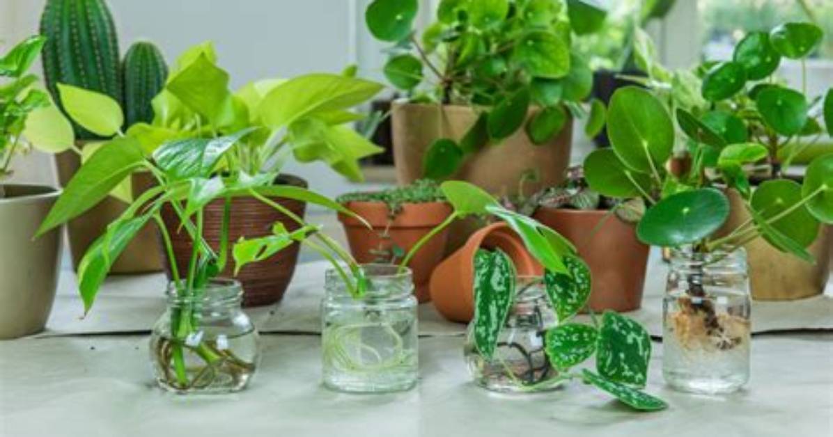 How Do You Make Plants Without Soil