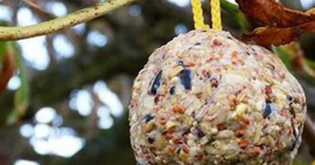 How Do You Make Suet Ornaments