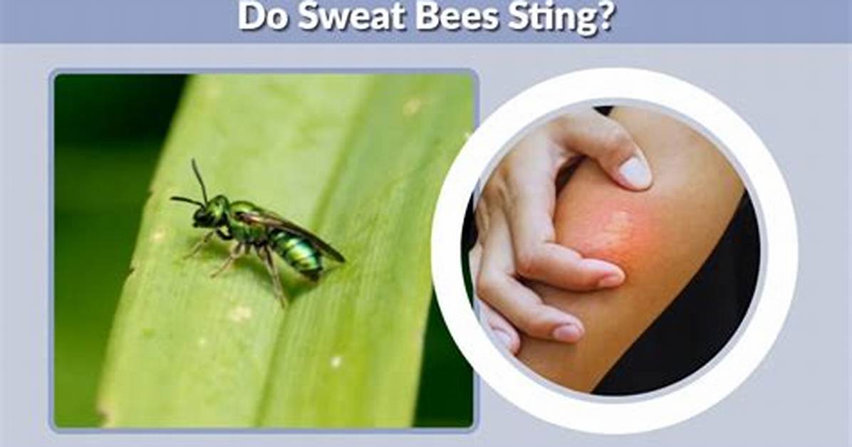 How Do You Make Sweat Bees Go Away