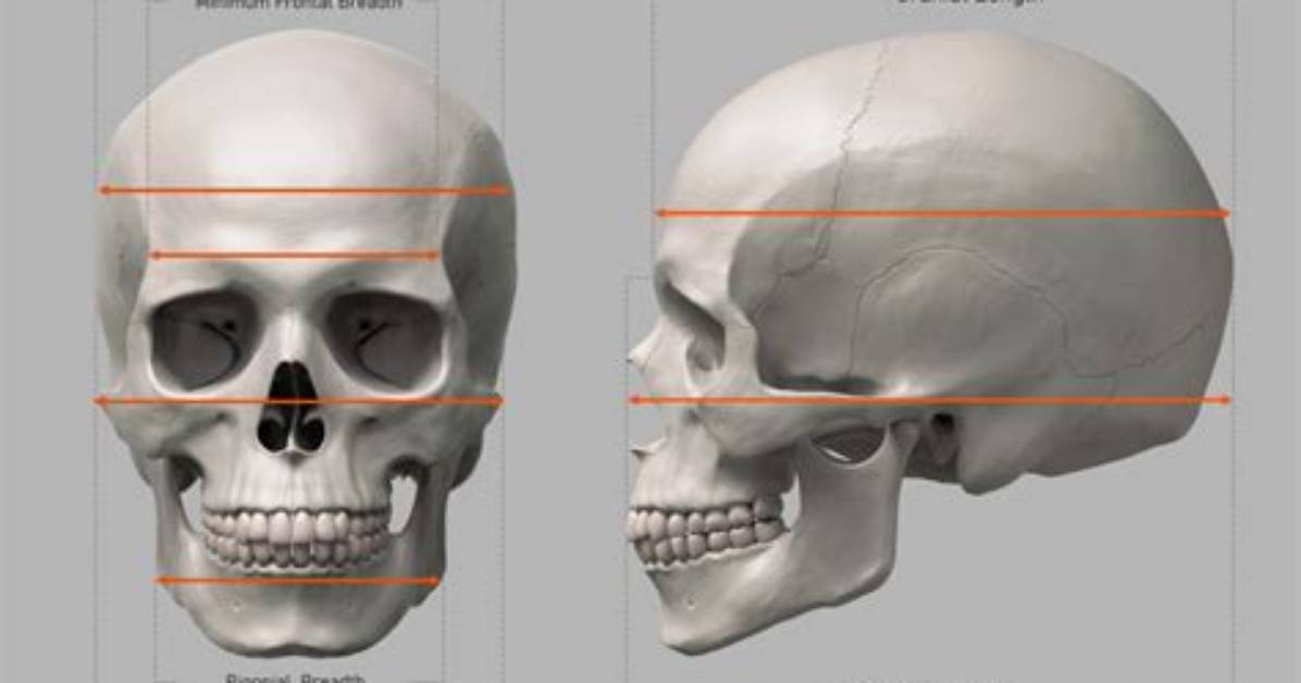 How Do You Measure a Skull
